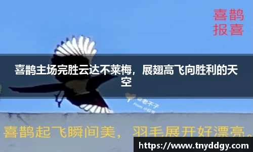 喜鹊主场完胜云达不莱梅，展翅高飞向胜利的天空